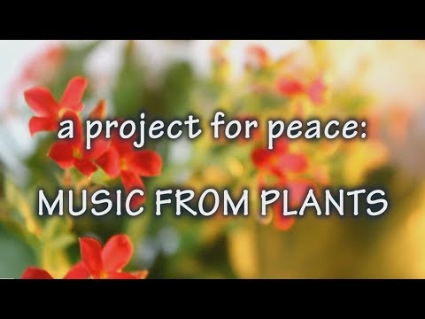 A PROJECT FOR PEACE  - MUSIC FROM PLANTS by Fabrizio Pigliucci