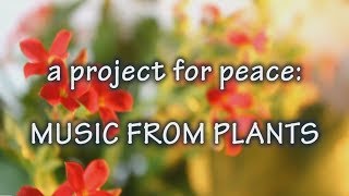 A PROJECT FOR PEACE  - MUSIC FROM PLANTS by Fabrizio Pigliucci