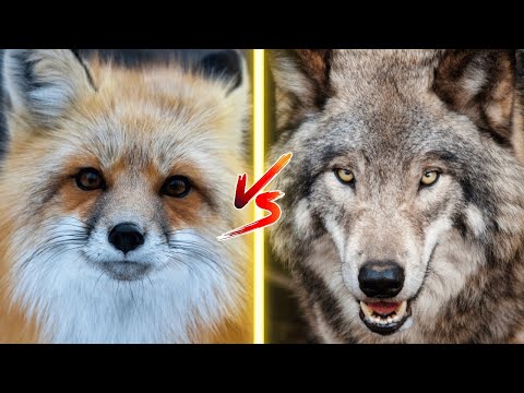 Fox vs Wolf - A Short Comparison
