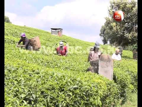Land speculators a threat to Kenya’s food security efforts