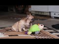 French Bulldog dogs for sale: Ivy - Video 1