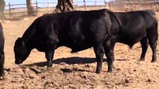 preview picture of video 'Vídeo Aberdeen Angus 1'