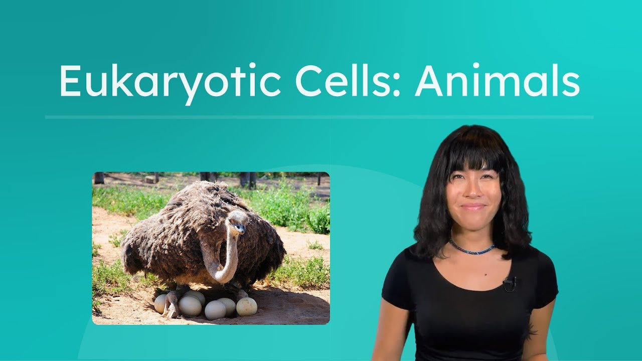 Eukaryotic Cells: Animals - Animal Cell Structure and Function