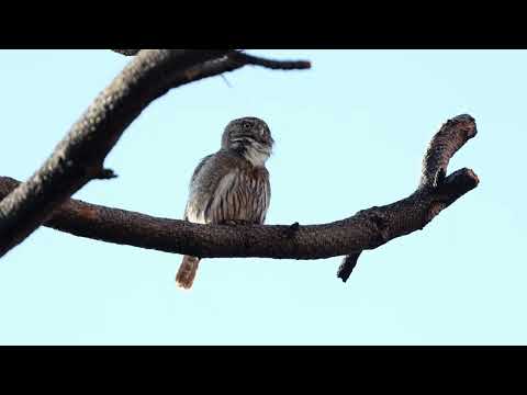Kuvíček cýfrácky — Northern Pygmy-Owl