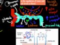 MB.3.9. Aldosterone and ADH (HSC biology) 