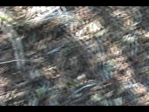 how to identify Corylus colurna