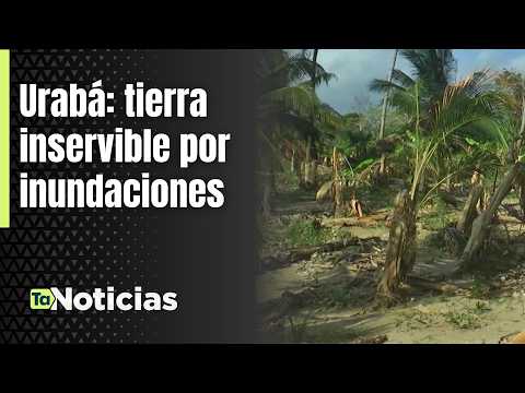 Urabá: tierra inservible por inundaciones - Teleantioquia Noticias