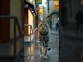 Heartwarming Rescue Of Injured Gray Tabby Cat AnimalRescue CatLovers