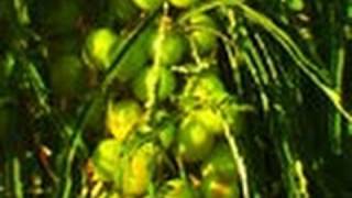 Gooseberry Tree or Aamla Tree 