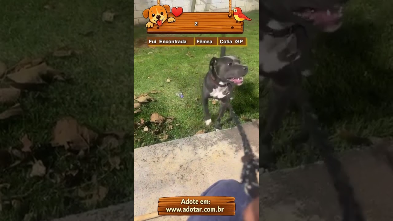 Cachorro raça Pit-Bull idade 7 a 11 meses nome z
