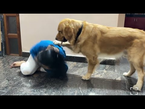 funny dog video 🤪😝#dogs #doglove #youtubevideo #roshni dhruva #buzo
