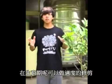 含笑花生長速度