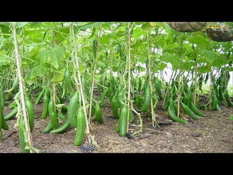WOW! Amazing New Agriculture Technology - Cucumbers ❤