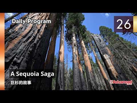 A Sequoia Saga	