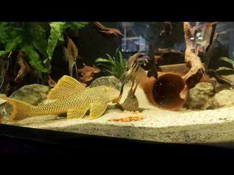 L14  Scobinancistrus, Sonnenwels und L114 Pseudacanthicus Kaktuswels beim Futterkrieg