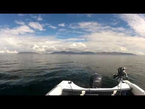 Visit Inishowen, Donegal - Lough Swilly Orcas Sighting