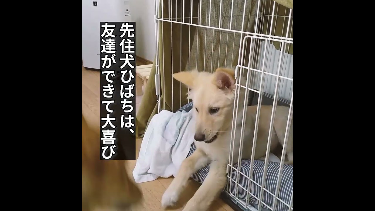 思ったよりでかくなった犬
