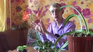 preview picture of video 'How to Plant Your Nice Lily or Hyppeastrum (Amaryllis) at Home?'