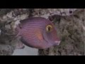 Kole Yellow Eye Tang 