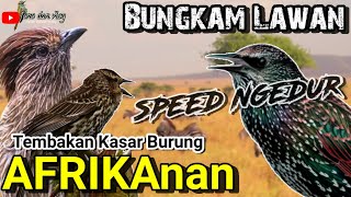 Download lagu Bungkam Lawan ROLL TEMBAK BURUNG AFRIKA Untuk Mast... mp3