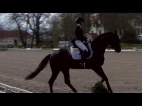 Dressur pur - Lena Waldmann auf Fidelity