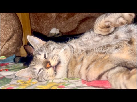 Deep Relax ASMR｜Cat Purring & Wooden Balls【live】