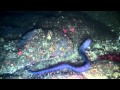 One Fish Two Fish Monitoring Marine Protected Areas KQED QUEST