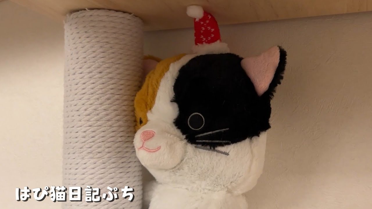いつもは目立たないけどクリスマスでウキウキを隠せない三毛猫