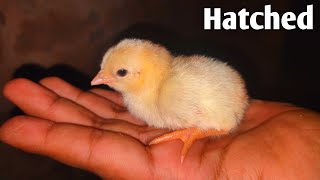 Hen hatching eggs at home | how hen hatching eggs quickly at home