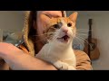 The Wisdom Of Dave Orange Cat Meow Compilation