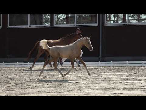 ROADRUNNER HF v Rivers Dancing - Cosmopolitan