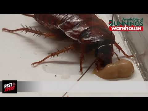 PestXpert 2 in 1 Cockroach Gel Bait in action