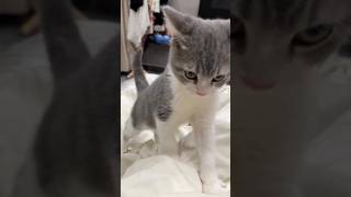 Funny cats #cat #cute #catvideo #cutecat #funnyvideo #funny