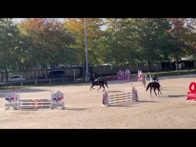 A Vendre Hongre de 7 ans par Kannan x Papillon Rouge