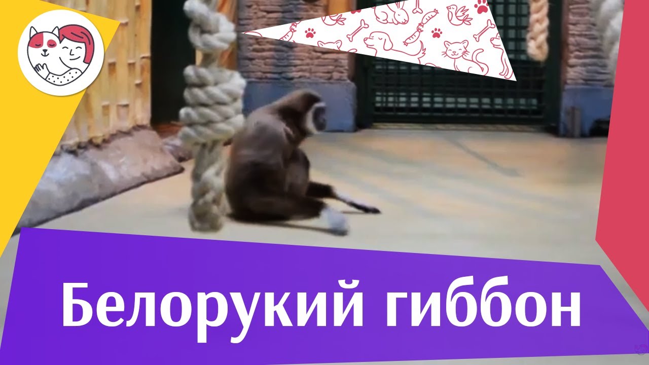 Белорукий гиббон на ilikepet