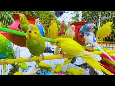 2 Hours of Budgie Best Friends - Mango and Chutney - Singing and Talking Sounds