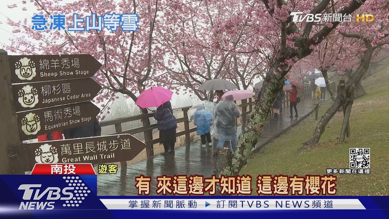 綿羊陪你逛! 合歡追雪不成轉戰清境賞櫻
