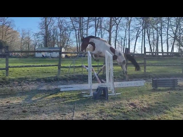 Jument ONCS pie 172cm