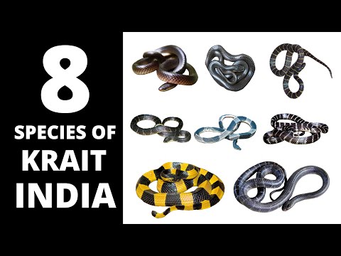 8 Species of Krait found in India / भारत मे पाए जाने वाले 8 प्रजाति के क्रेट