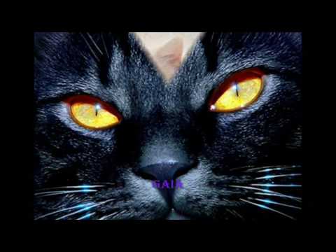 Volevo un gatto nero - Zecchino D'oro