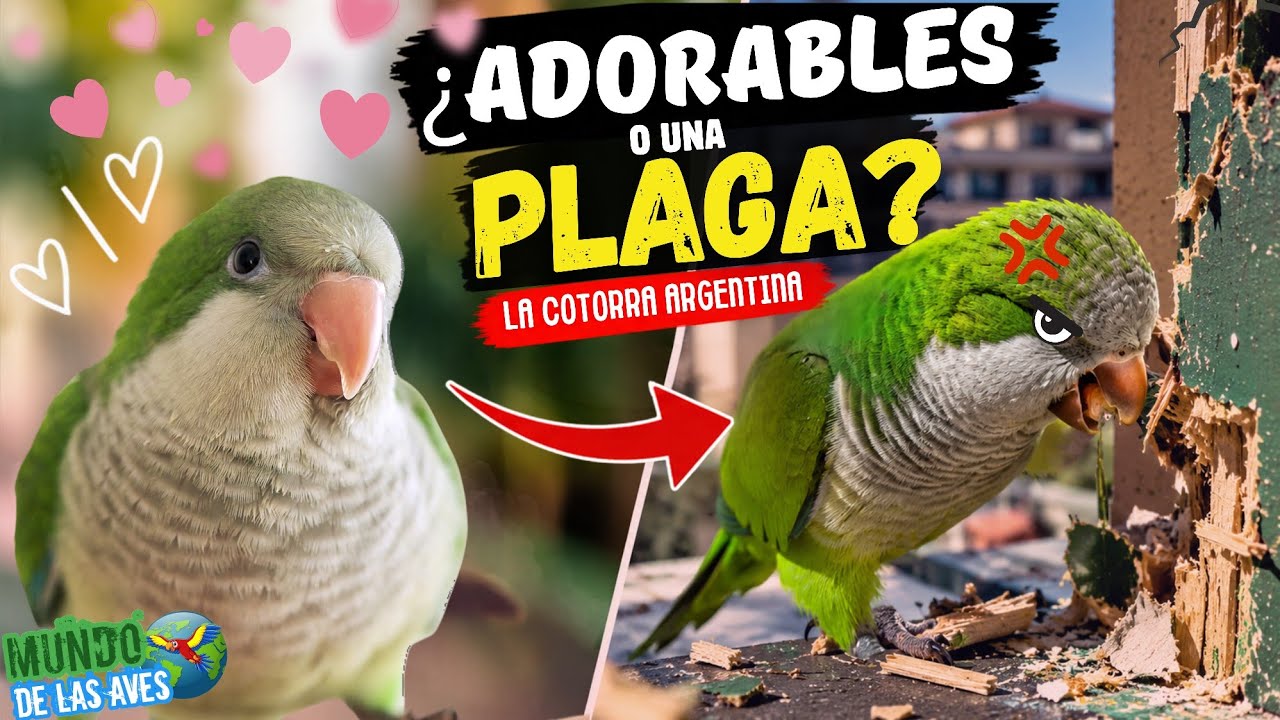¿Loros ADORABLES o Una "PLAGA DESTRUCTIVA? La Cotorra Argentina