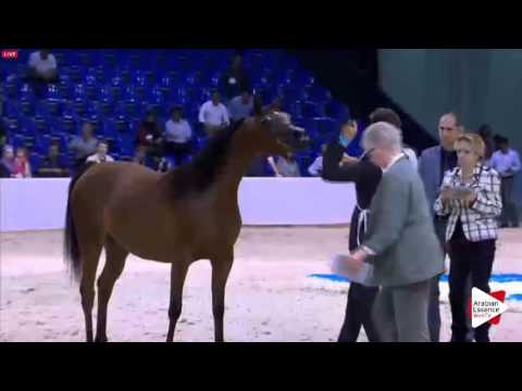 N.69 MAYADAH ALBIDAYER - Dubai 2016 - Fillies 2 years old (Class 3)