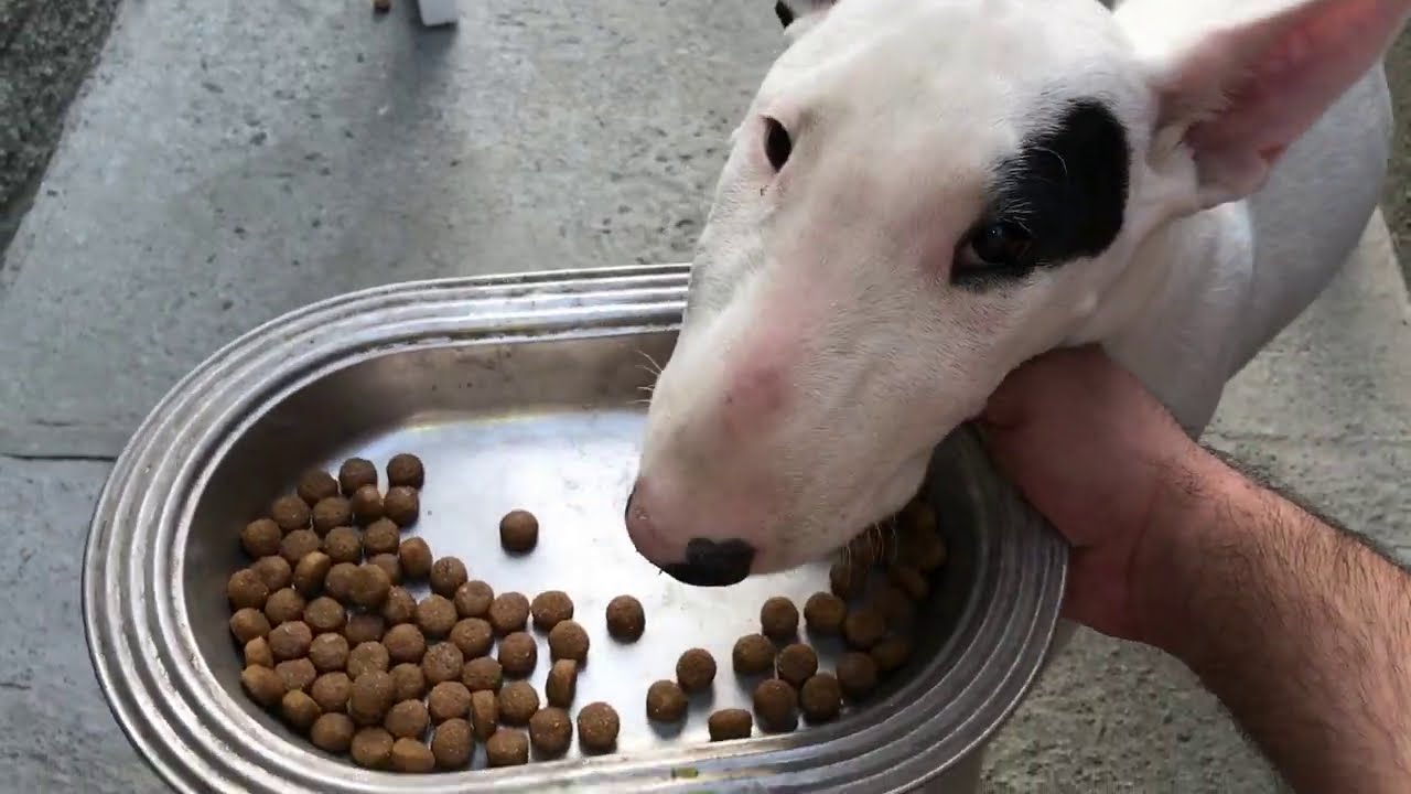 RAÇÃO GOLDEN POWER TRAINING É BOA... MAS CUIDADO! «JHONNY»