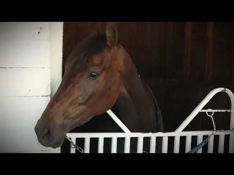 Contenders KO Kellys Humor