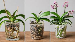 The Best Medium for Orchid Roots? Water vs Gravel vs Pumice
