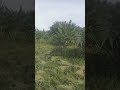 Kebun Sawit Tumpang Sari Padi Shorts Farming