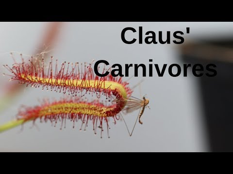 Sonnentau fängt Fliege -Zeitraffer/ sundew catches fly time lapse