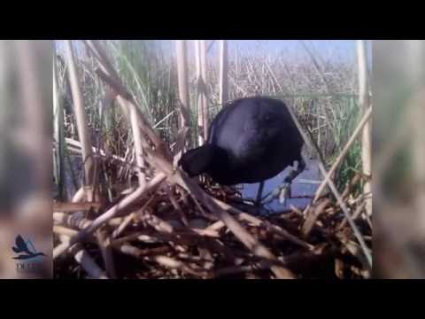 Killer Coots?