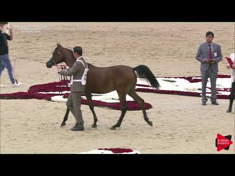 122 FAKHR AL ZOBAIR Sharjah International 2018