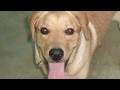 "Love, Loss, and Loyalty: Jagath’s Enduring Spirit"